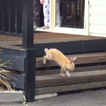 The Easter Bunny visited Melbourne BIG4!